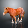 Brown Horse With Light Mane Standing On Dark Reflective Surface With White Hooves