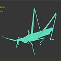 Green Grasshopper With Long Legs On Black Background Showing Reflection 3d model