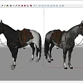 Spotted Gray Horses With Leather Saddle And Bridle Harness Details