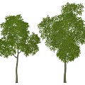 Lush Green Leafy Trees With White Trunks On Light Background 3d model