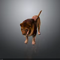 Realistic 3D Rendered Lion With Reddish Brown Mane Standing On Shiny Black Background