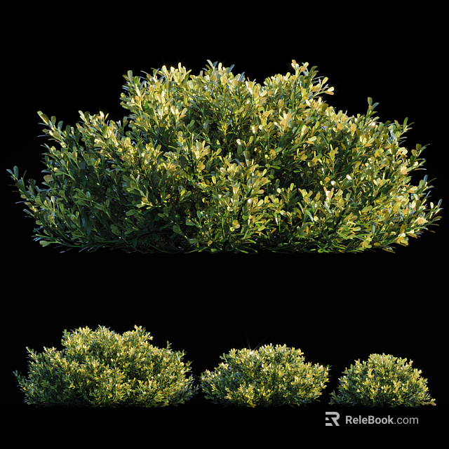 Multiple Lush Green Shrubs Showcasing Dense Foliage And Vibrant Leaf Growth 3d model 