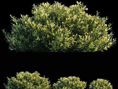 Multiple Lush Green Shrubs Showcasing Dense Foliage And Vibrant Leaf Growth 3d model