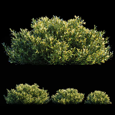 Multiple Lush Green Shrubs Showcasing Dense Foliage And Vibrant Leaf Growth 3d model