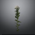White Chrysanthemum Plant With Green Stem And Leaves On Gray Background