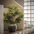 Elegant Bonsai Potted Plant With Lush Green Leaves In Ceramic Pot For Modern Interior