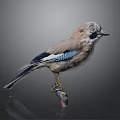 Colorful Bird With Blue And Brown Feathers Perched On Wooden Branch Against Dark Background