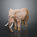 Realistic Light Brown Elephant With Ivory Tusks Standing On Dark Reflective Background 3d model