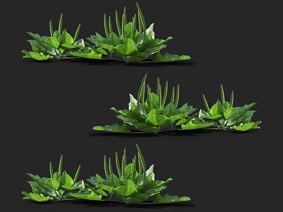 Fresh Green Plants With Lush Leaves And Clustered Natural Foliage Arrangement 3d model