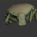Shiny Metallic Green And Gold Beetle With Legs Antennae On Gray Background
