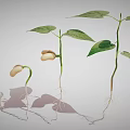 Bean Seed Germination Process Showing Growth Stages With Roots And Leaves