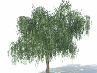 Graceful Willow Tree With Long Drooping Branches And Lush Green Leaves 3d model