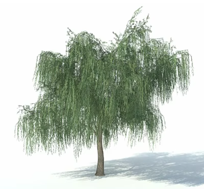 Graceful Willow Tree With Long Drooping Branches And Lush Green Leaves 3d model