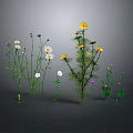Diverse Garden Plants With White Yellow Flowers And Green Stems Leaves