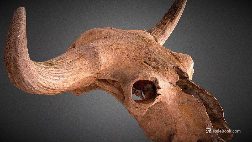 Detailed Bovine Skull With Natural Bone Texture And Horns Close Up View 3d model 