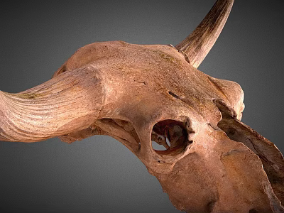 Detailed Bovine Skull With Natural Bone Texture And Horns Close Up View 3d model