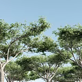 Two Acacia Trees As Garden Ornamental Plants For Outdoor Landscape Design