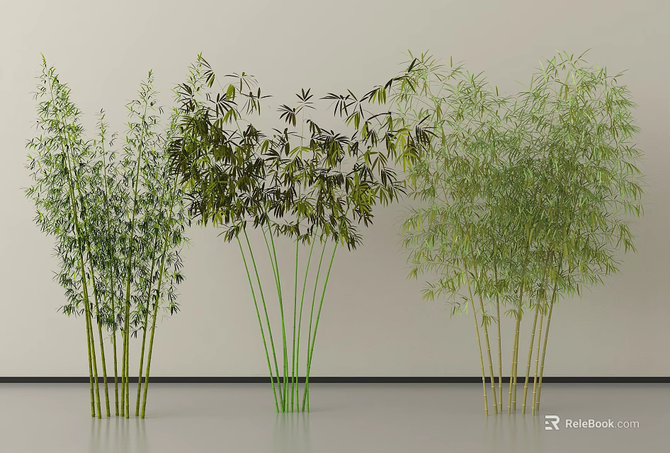 Different Bamboo Plant Varieties Against Light Colored Wall And Gray Floor 3d model 