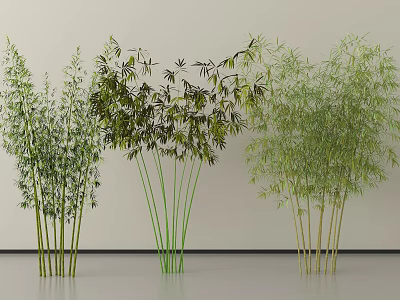 Different Bamboo Plant Varieties Against Light Colored Wall And Gray Floor 3d model