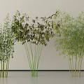 Different Bamboo Plant Varieties Against Light Colored Wall And Gray Floor 3d model