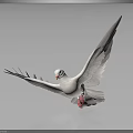 White Dove With Spread Wings Standing On Black Surface Showing Reflection 3d model
