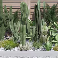 Variety of Succulent Plants and Cacti in Garden With Wooden Fence Background