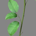 Beautiful Red Rose With Green Stem And Leaves On Gray Background