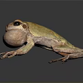 Vibrant Yellowish Brown Frog With Swollen Throat And Long Legs On Dark Background