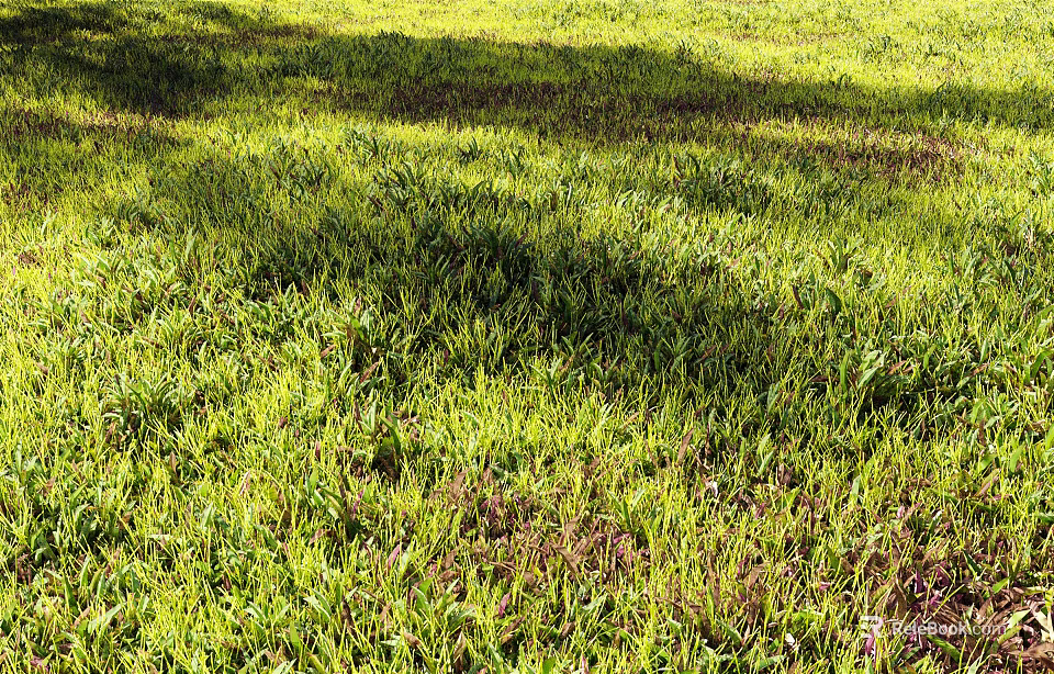 Lush Green Grass Field With Sunlight And Naturally Growing Wild Plants 3d model 
