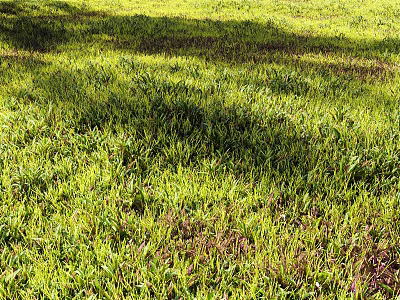 Lush Green Grass Field With Sunlight And Naturally Growing Wild Plants 3d model