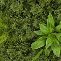 Vertical Living Plant Wall Design With Green Foliage And Wooden Stripe Background