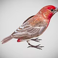 Red Headed Bird With Gray Feathers Standing Isolated On Plain Gray Background