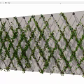 Decorative Lattice Trellis Fence Covered With Green Climbing Vines For Outdoor Garden