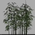 Bamboo Plants With Lush Green Leaves And Tall Slender Stems In Natural Setting