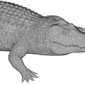 Crocodile 3d model