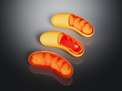 Three Anatomical Organ Models With Yellow Exterior And Red Internal Hair Like Structures 3d model