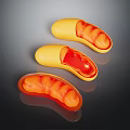 Three Anatomical Organ Models With Yellow Exterior And Red Internal Hair Like Structures