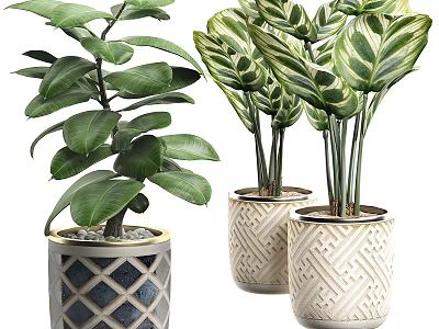 Lush Green Leafy Potted Plants In Decorative Geometric Planters For Indoor Decor 3d model