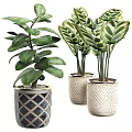 Lush Green Leafy Potted Plants In Decorative Geometric Planters For Indoor Decor