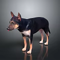 Black and tan dog with erect ears standing on reflective black background