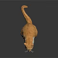 Orange and White Cat Sitting on Black Background with 3D Model Design