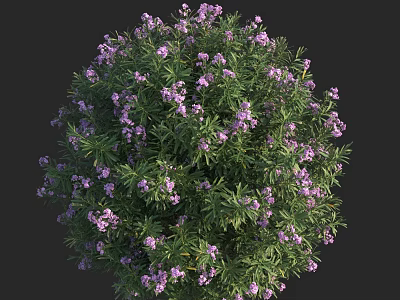 Spherical Shrub With Purple Small Flowers And Green Leaves In Garden 3d model