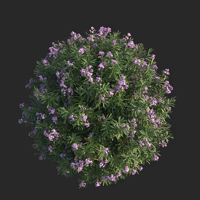 Spherical Shrub With Purple Small Flowers And Green Leaves In Garden 3d model