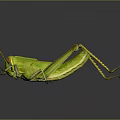 Green Grasshopper With Vibrant Green Body On Dark Reflective Surface Showing Detailed Legs