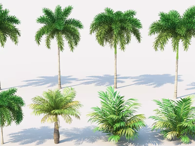 Various Types Of Palm Trees With Tall Trunks And Green Fronds In Different Sizes 3d model
