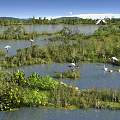 Wetland Park Landscape With Natural Water Area Green Vegetation And White Birds