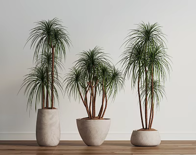 Indoor Bonsai Potted Plants With Slender Leaves In Light Colored Pots On Wooden Floor 3d model