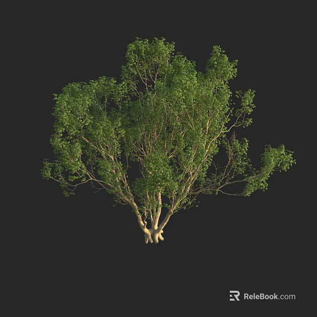 Lush Green Arbor With Multiple Trunks And Dense Foliage On Black Background 3d model