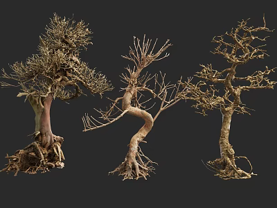 Three Distinct Leafless Trees With Visible Roots And Trunks Against Black Background 3d model
