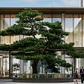 Modern Building Entrance Featuring Large Green Pine Tree And Glass Facade